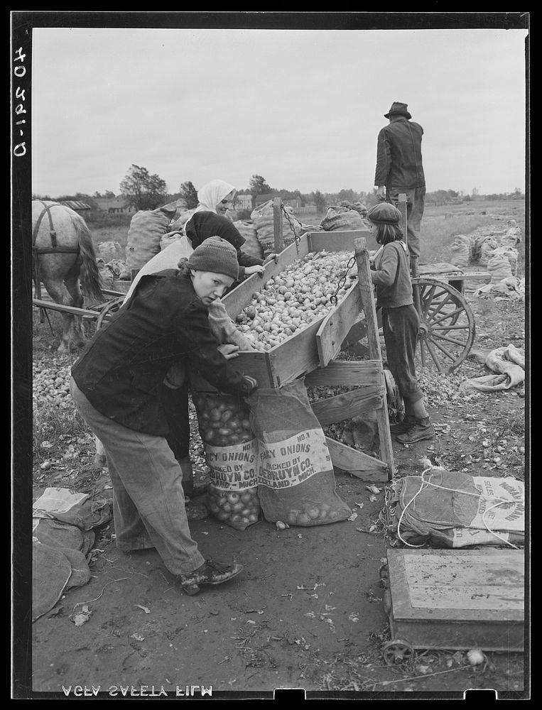New England hurricane. Salvaging onions near Hadley, Massachusetts. Sourced from the Library of Congress.