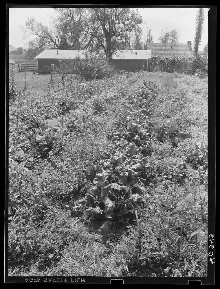 Lancaster County, Pennsylvania. The home garden on the farm of Enos Royer. Sourced from the Library of Congress.