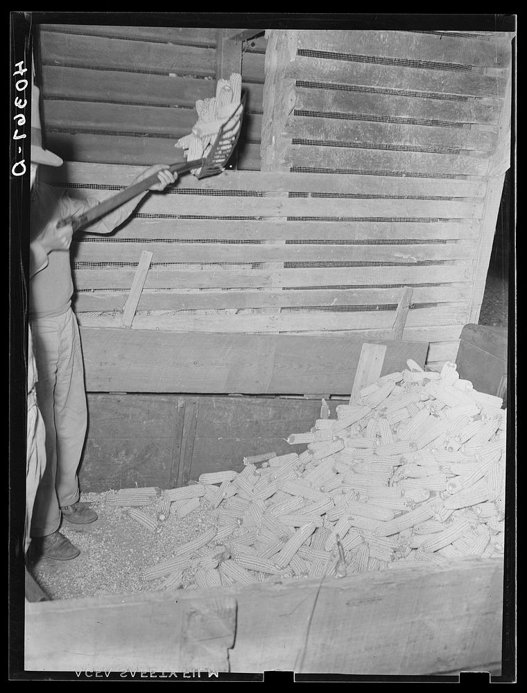 Lancaster County, Pennsylvania. Shoveling corn into a crib on the Enos Royer farm. Sourced from the Library of Congress.