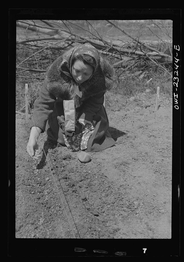 Washington, D.C. Mrs. Mestland planting peas on her plot in a victory garden on Fairlawn Avenue, Southeast. Sourced from the…