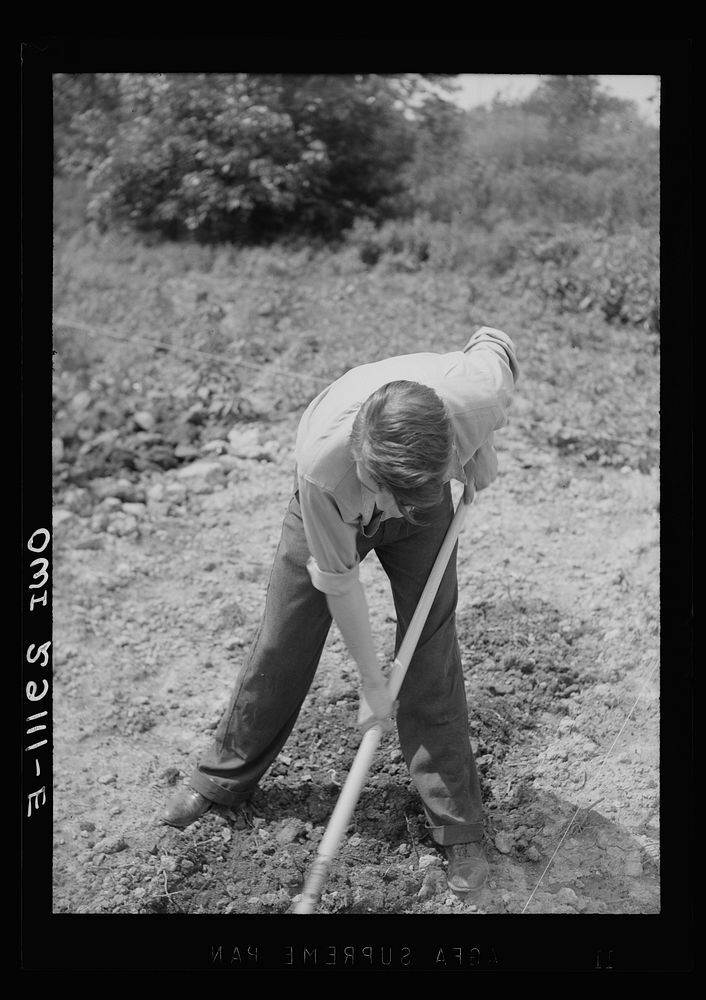[Untitled photo, possibly related to: Washington, D.C. Mr. Ben Botkin of the Library of Congress at work on his victory…
