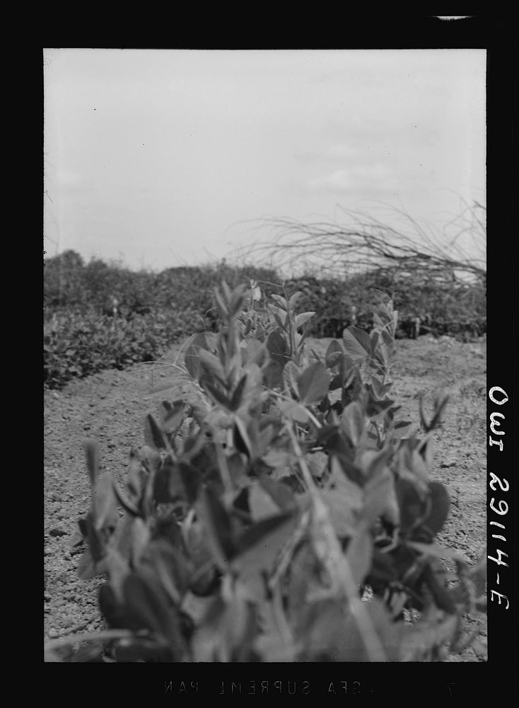 [Untitled photo, possibly related to: Washington, D.C. Workers in a large victory garden on Fairlawn Avenue, Southeast].…