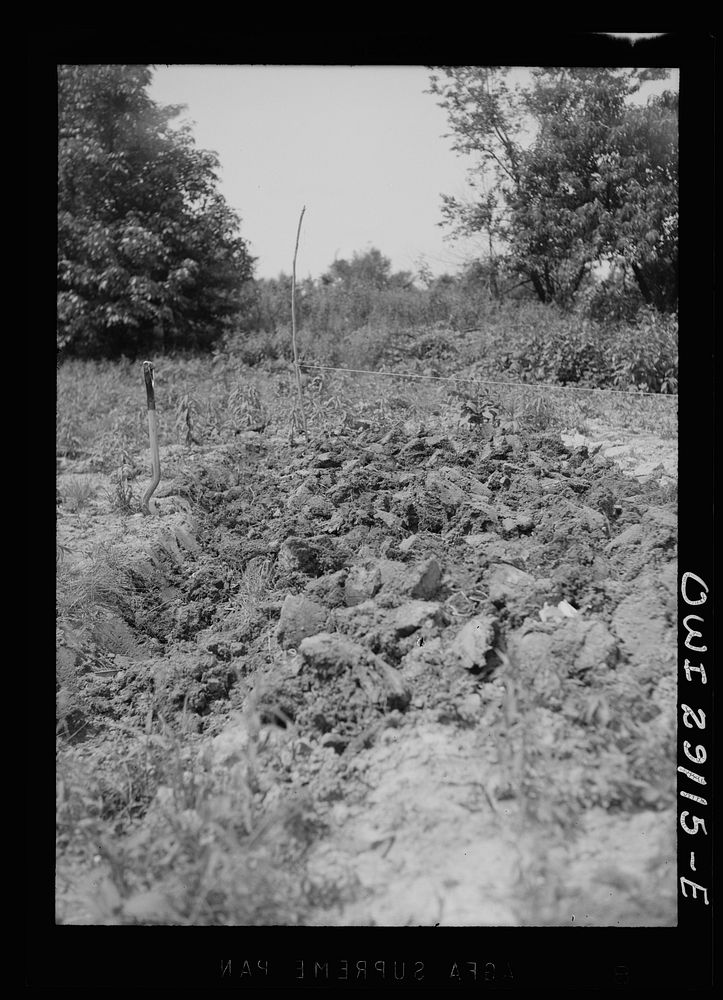 [Untitled photo, possibly related to: Washington, D.C. Workers in a large victory garden on Fairlawn Avenue, Southeast].…
