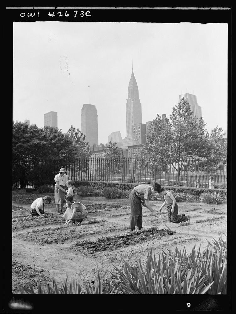 New York, New York. Children's school victory gardens on First Avenue between Thirty-fifth and Thirty-sixth Streets. Sourced…