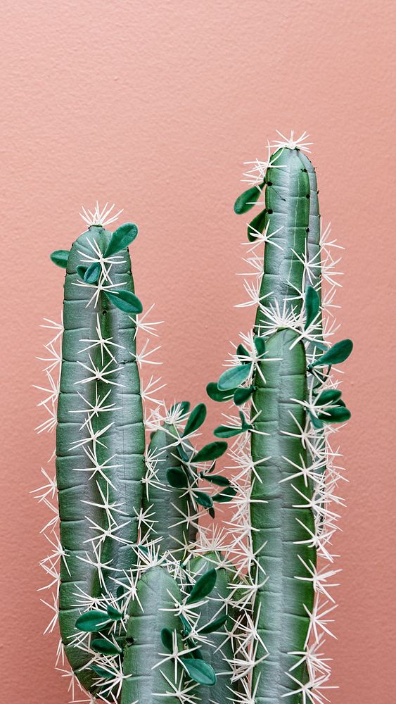 Cactus mobile wallpaper, pink phone background