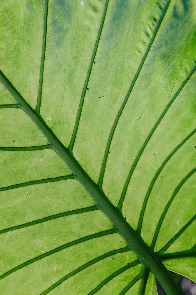 Fresh detailed green leaf structure