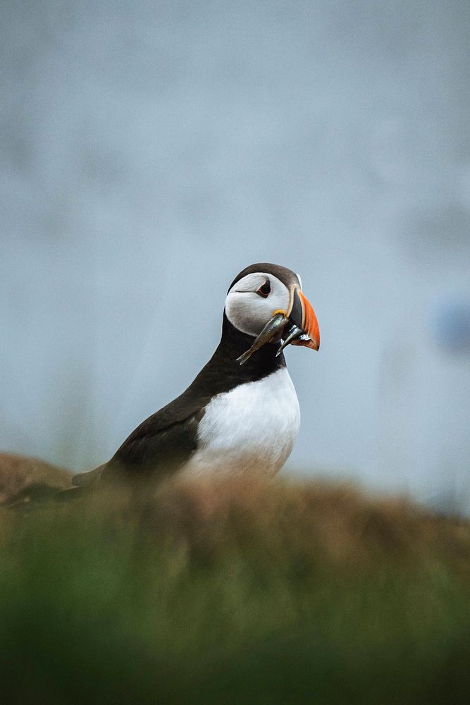 Closeup of a puffin with fish in its beak
