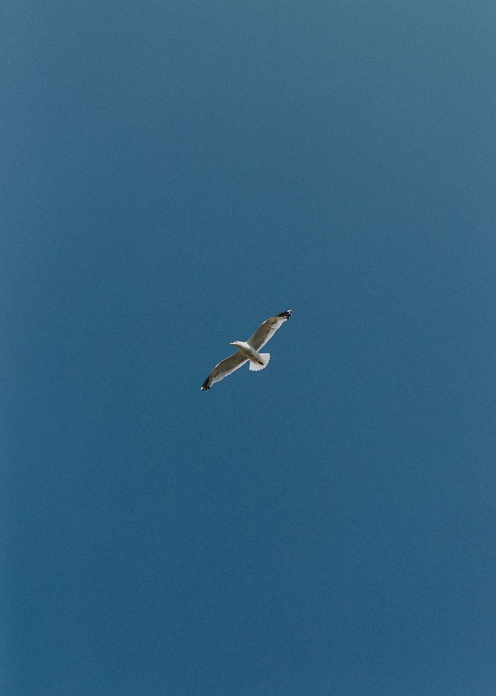 Bird flying under the blue sky mobile phone wallpaper