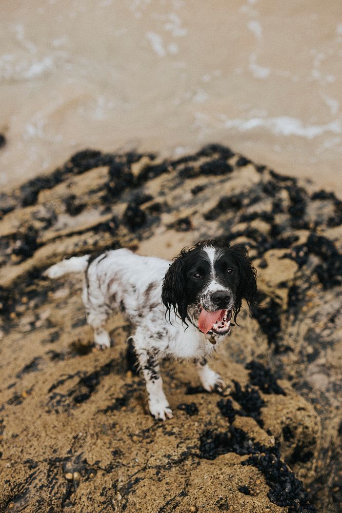 Wet dog on a sandy beach