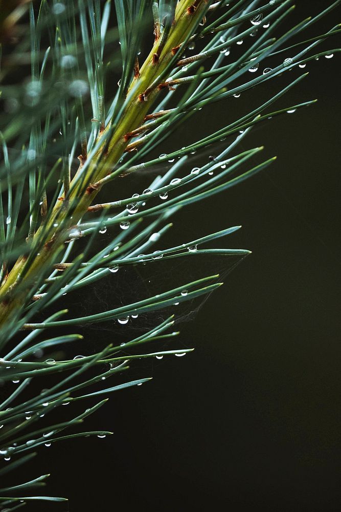Macro shot of pine branch