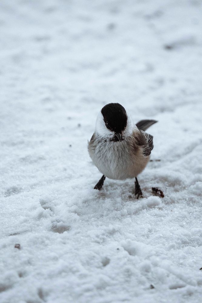 Willow Tit bird in the snow at Riisitunturi national park, Finland