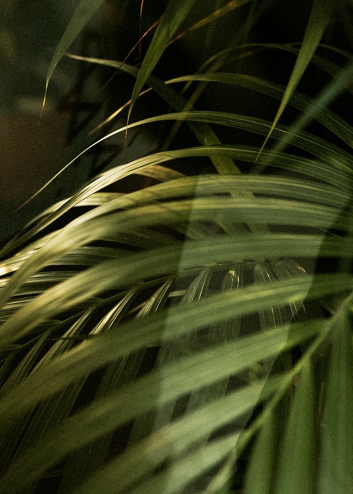 Tropical palm leaf close up