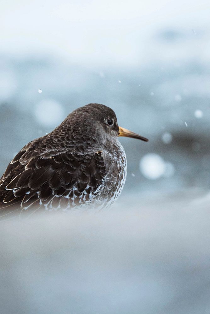 Purple sandpiper in Senja, Norway