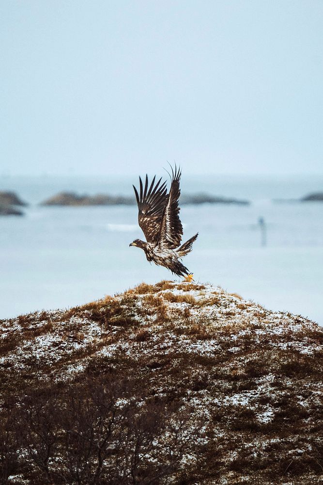 White tailed eagle in flight in Lofoten island, Norway