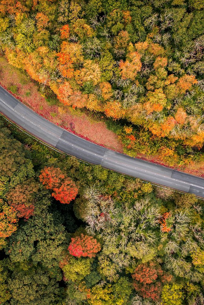Road between red autumn forest 