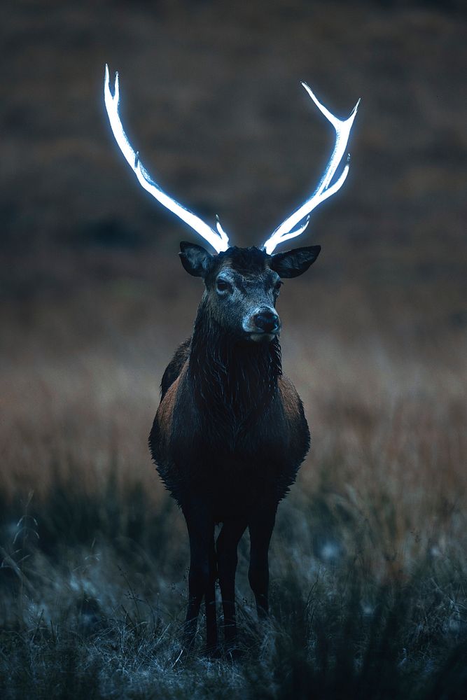 Wild deer with beautiful large antlers 
