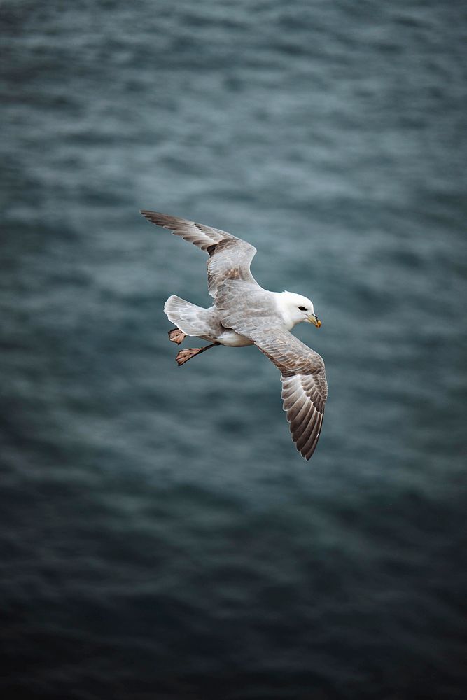 Seagull bird flying over the Atlantic ocean