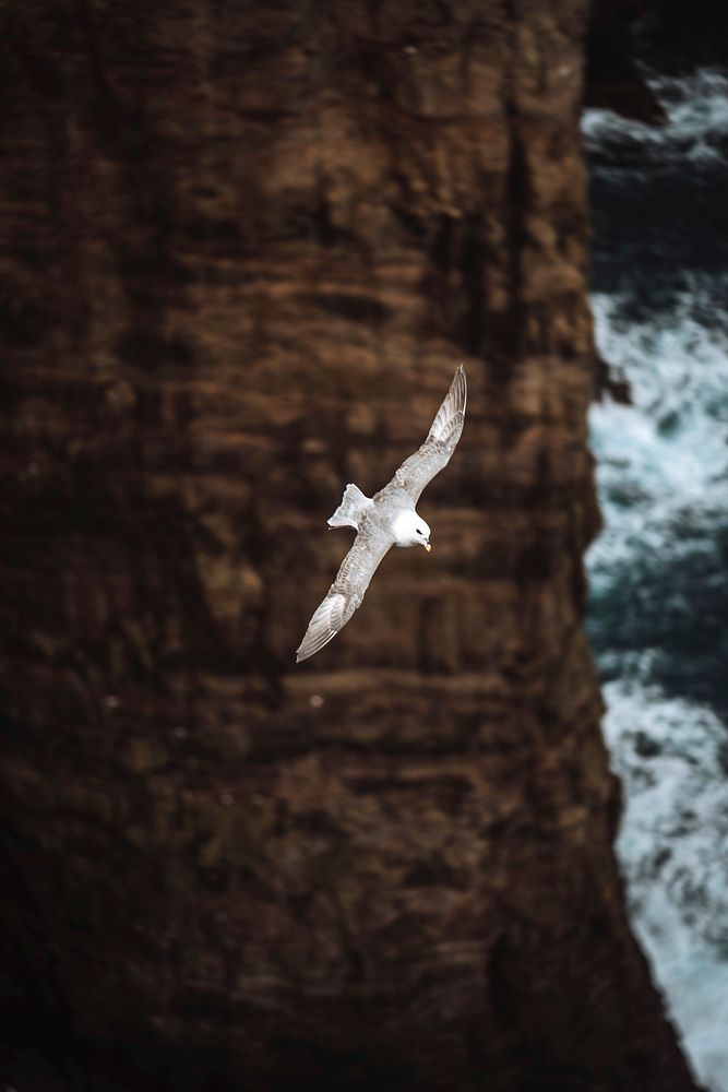 Seagull flying over the cliffs at Faroe Island