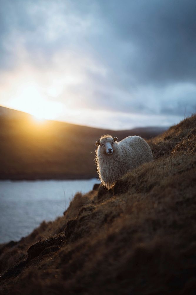 Faroe sheep at the Faroe Islands, part of the Kingdom of Denmark