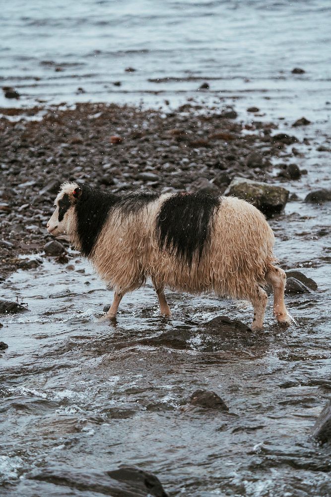 Faroe sheep at the Faroe Islands, part of the Kingdom of Denmark