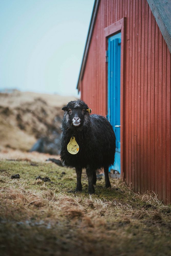 Faroe sheep at the Faroe Islands, part of the Kingdom of Denmark