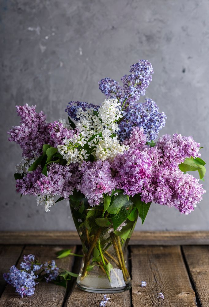 Free lilacs in vase image, public domain flower CC0 photo.