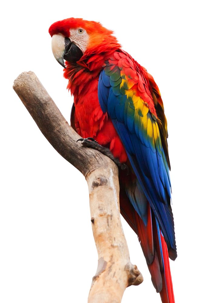 Free macaw parrot image, public domain animal CC0 photo.