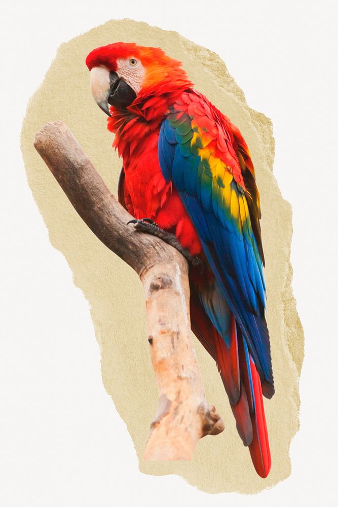 Macaw parrot, wild animal on ripped paper