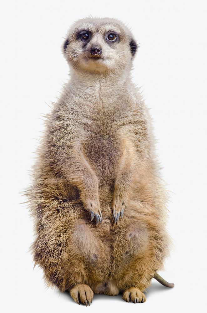 Mongoose, wild animal isolated image