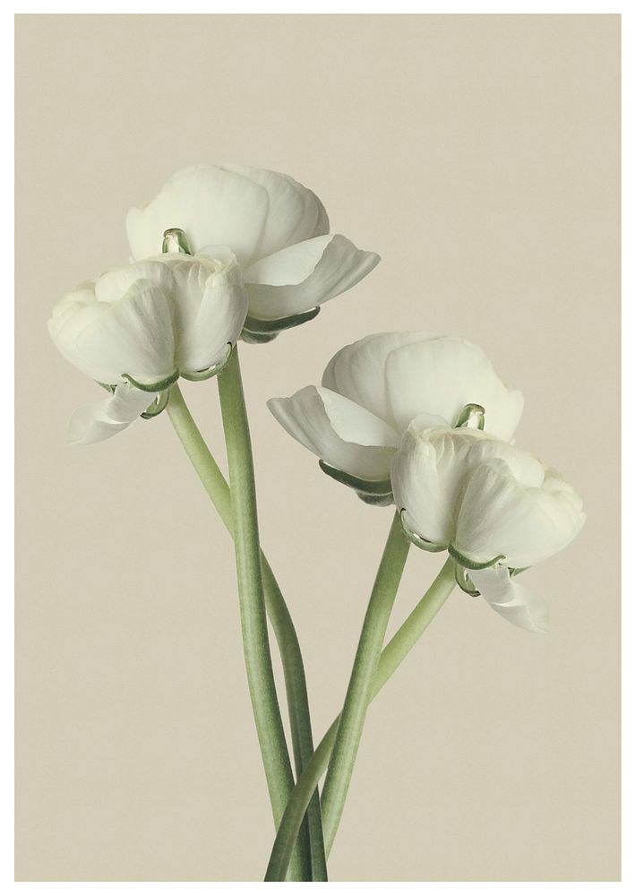 Free white ranunculus image, public domain flower CC0 photo.