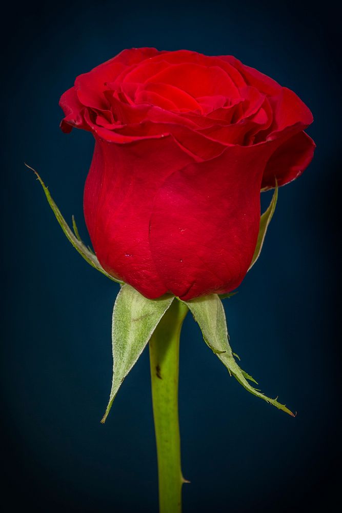 Free red rose image, public domain flower CC0 photo.