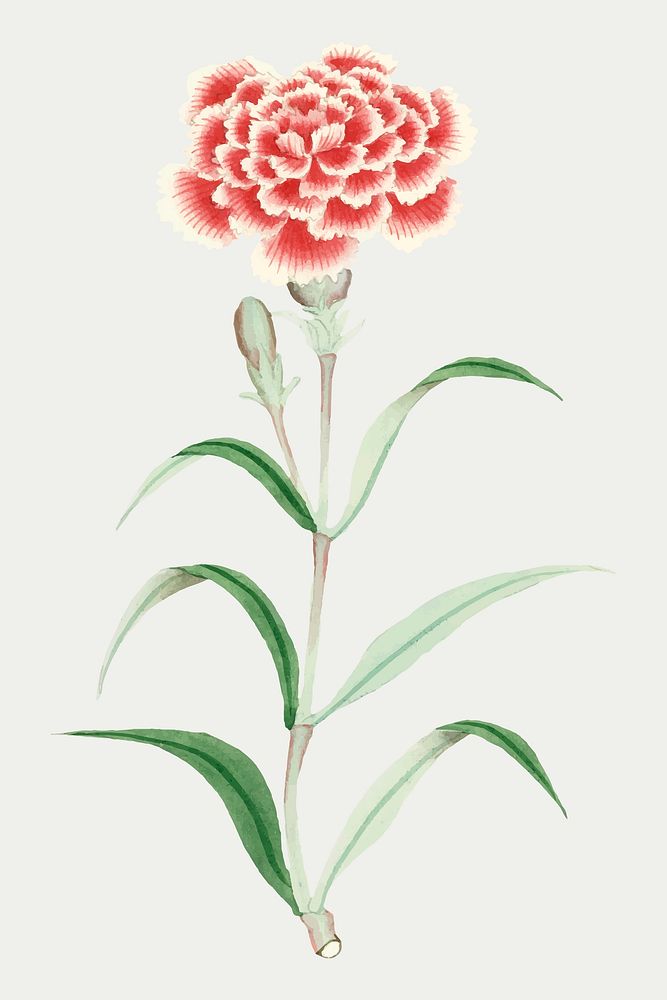 Flower vector classic style pink lemonade Carnation, vintage Japanese art remix from the David Murray collection