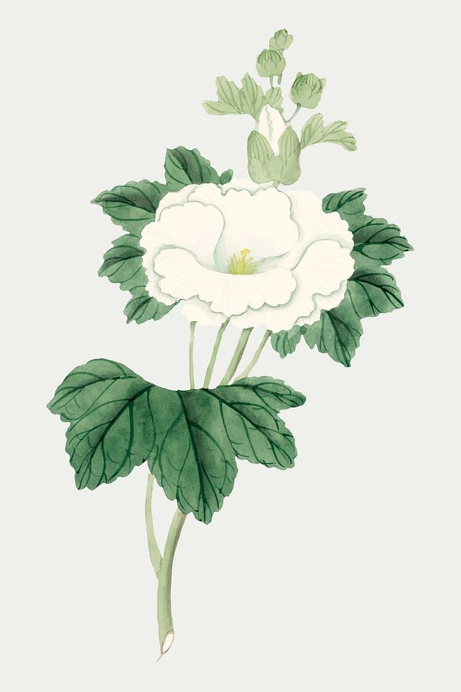 Flower vector white Hollyhock antique style, vintage Japanese art remix from the David Murray collection
