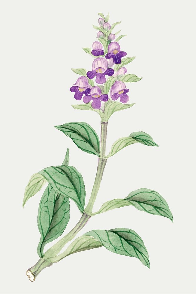 Showy Penstemon flower vector classic style, vintage Japanese art remix from the David Murray collection