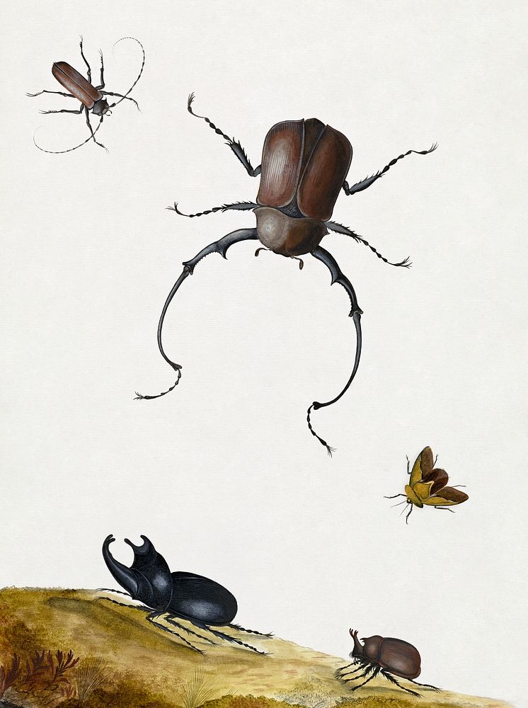 Four Beetles and a Flying Stink Bug (1715) drawing in high resolution by Nicolaas Struyck. Original from Getty Museum.…