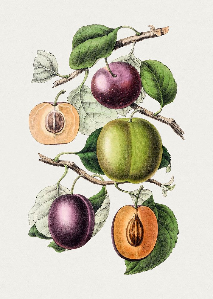 Hand drawn plums. Original from Biodiversity Heritage Library. Digitally enhanced by rawpixel.