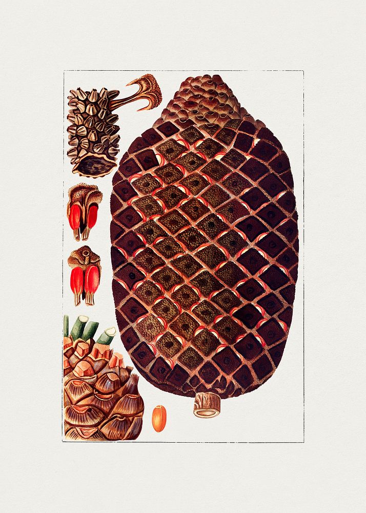 Hand drawn lamia horrida. Original from Biodiversity Heritage Library. Digitally enhanced by rawpixel.