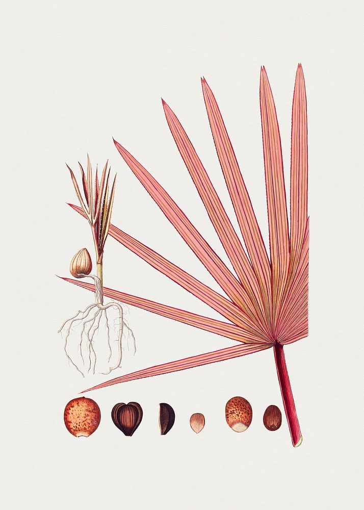 Hand drawn red latan palm. Original from Biodiversity Heritage Library. Digitally enhanced by rawpixel.