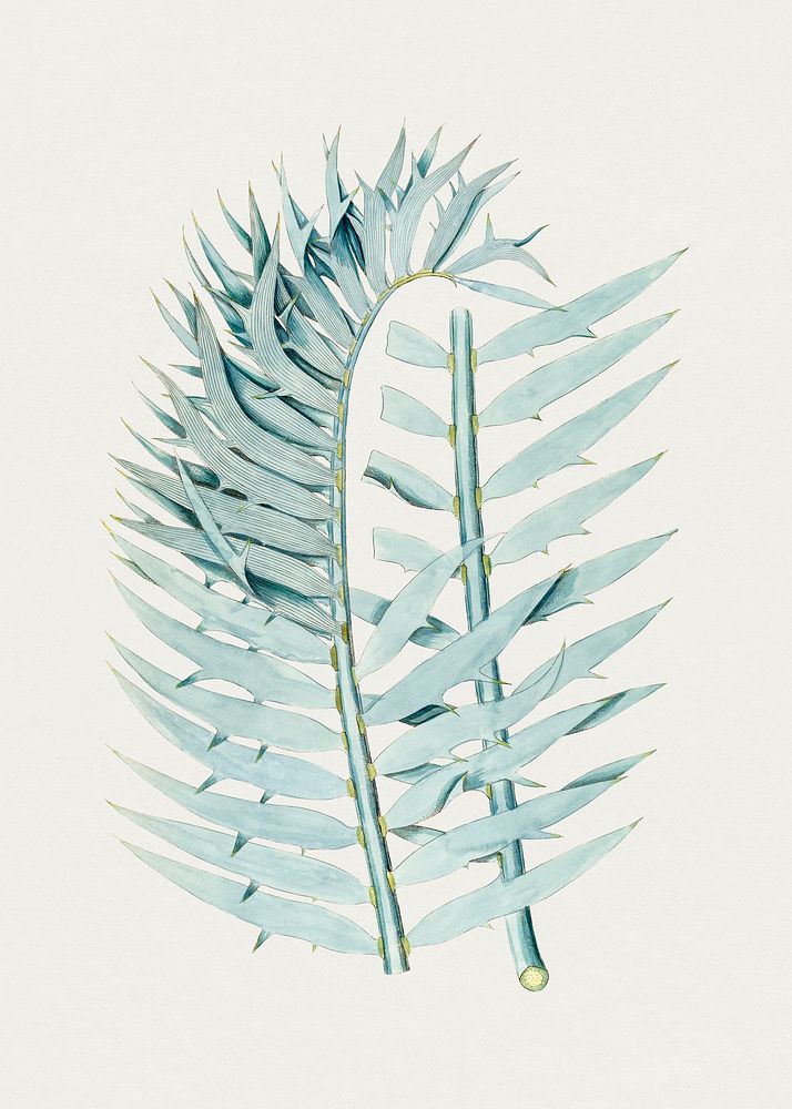 Vintage Eastern Cpe blue cycad. Original from Biodiversity Heritage Library. Digitally enhanced by rawpixel.