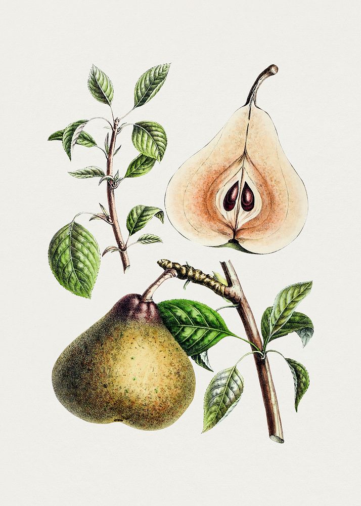 Vintage European pear. Original from Biodiversity Heritage Library. Digitally enhanced by rawpixel.