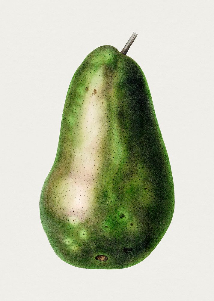 Hand drawn pear.  Original from Biodiversity Heritage Library. Digitally enhanced by rawpixel.