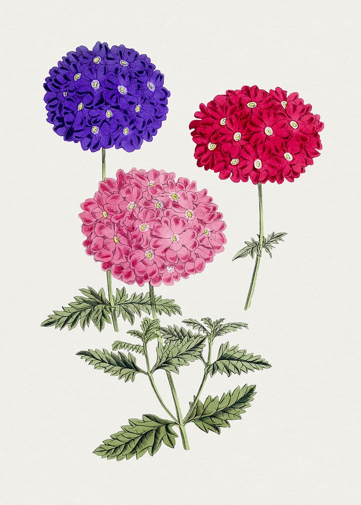 Hand drawn colorful hydrangeas. Original from Biodiversity Heritage Library. Digitally enhanced by rawpixel.