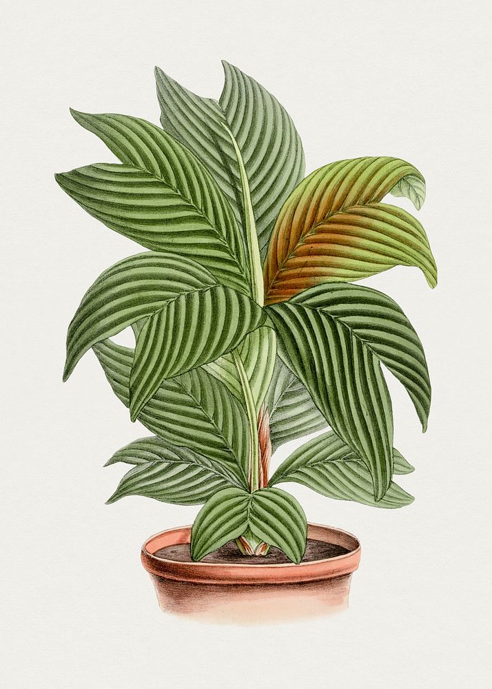 Hand drawn calathea orbifolia plant.  Original from Biodiversity Heritage Library. Digitally enhanced by rawpixel.