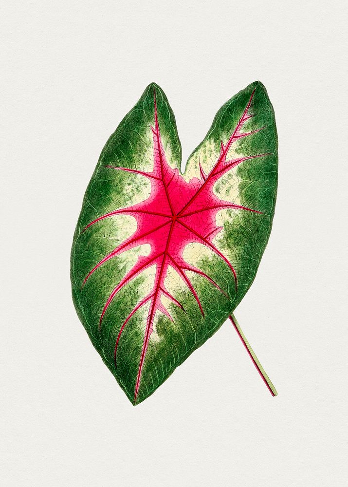Hand drawn caladium rosebud leaf. Original from Biodiversity Heritage Library. Digitally enhanced by rawpixel.