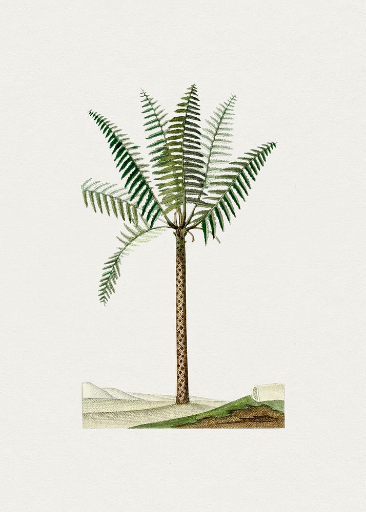 Hand drawn palm tree. Original from Biodiversity Heritage Library. Digitally enhanced by rawpixel.