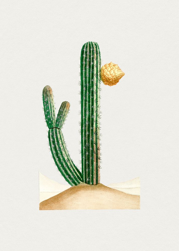 Vintage pilocereus cactus. Original from Biodiversity Heritage Library. Digitally enhanced by rawpixel.