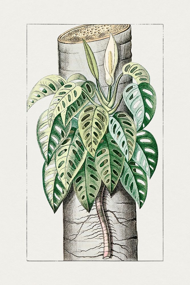 Hand drawn monstera adansonii. Original from Biodiversity Heritage Library. Digitally enhanced by rawpixel.
