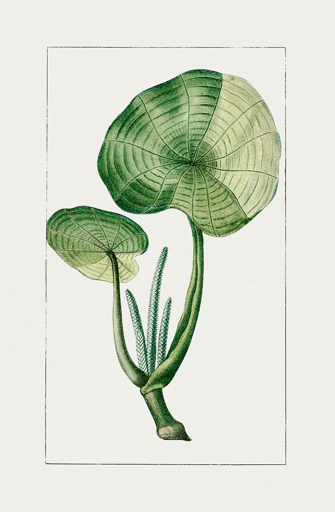 Hand drawn piper peltatum plant. Original from Biodiversity Heritage Library. Digitally enhanced by rawpixel.
