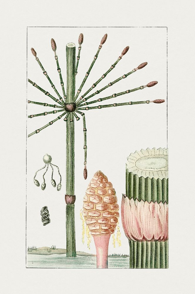 Hand drawn giant horsetail plant. Original from Biodiversity Heritage Library. Digitally enhanced by rawpixel.