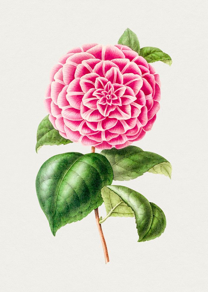 Hand drawn pink camellia. Original from Biodiversity Heritage Library. Digitally enhanced by rawpixel.